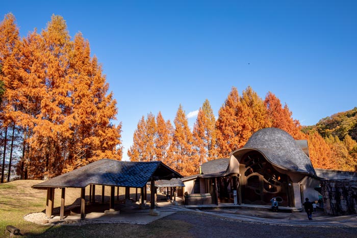 トーベ・ヤンソンあけぼの子どもの森公園 メタセコイアの紅葉