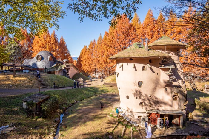 トーベ・ヤンソンあけぼの子どもの森公園 メタセコイアの紅葉