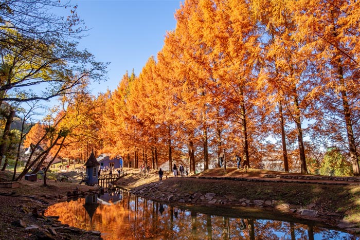 トーベ・ヤンソンあけぼの子どもの森公園 メタセコイアの紅葉
