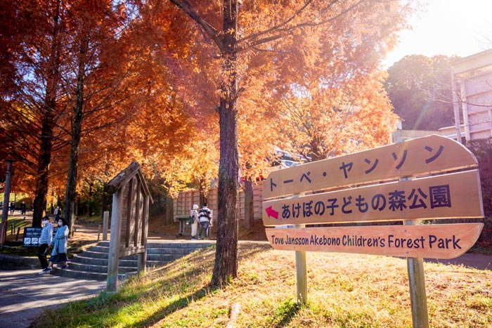 トーベ・ヤンソンあけぼの子どもの森公園 メタセコイアの紅葉