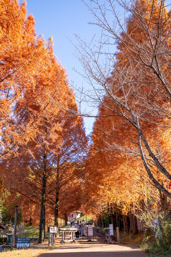 トーベ・ヤンソンあけぼの子どもの森公園 メタセコイアの紅葉