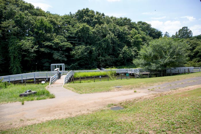 茨城県自然博物館　トンボの池