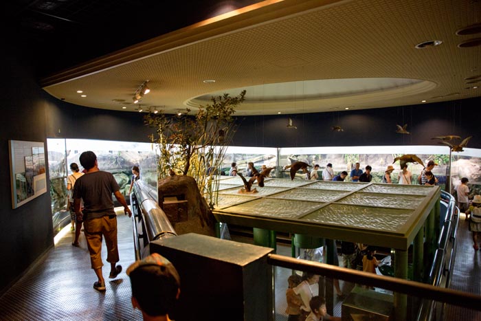 茨城県自然博物館　自然のしくみ　水の中