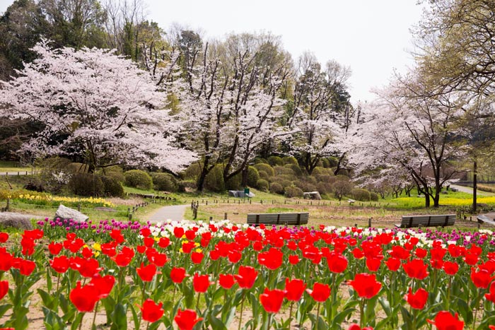 茨城県自然博物館　満開の桜
