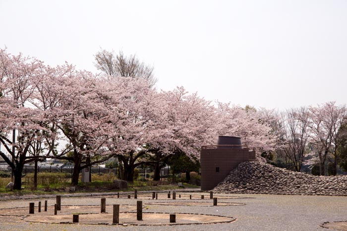 茨城県自然博物館　満開の桜