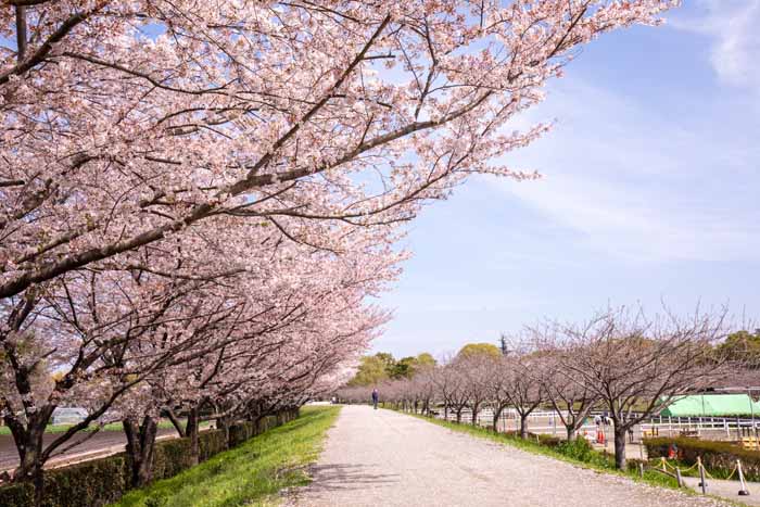 ネーブルパーク　満開の桜（ソメイヨシノ）