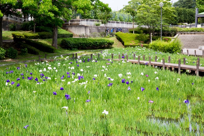 野田市総合公園　花しょうぶ