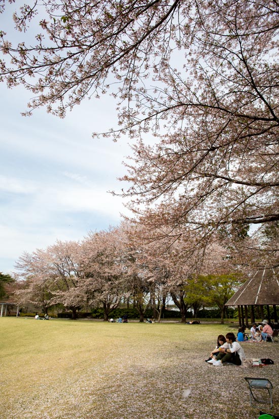 埼玉県農林公園　桜