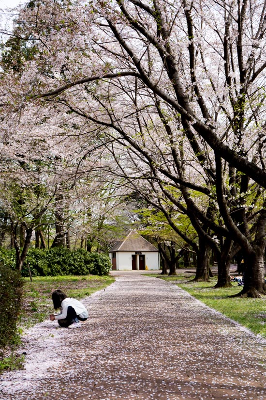 埼玉県農林公園　桜