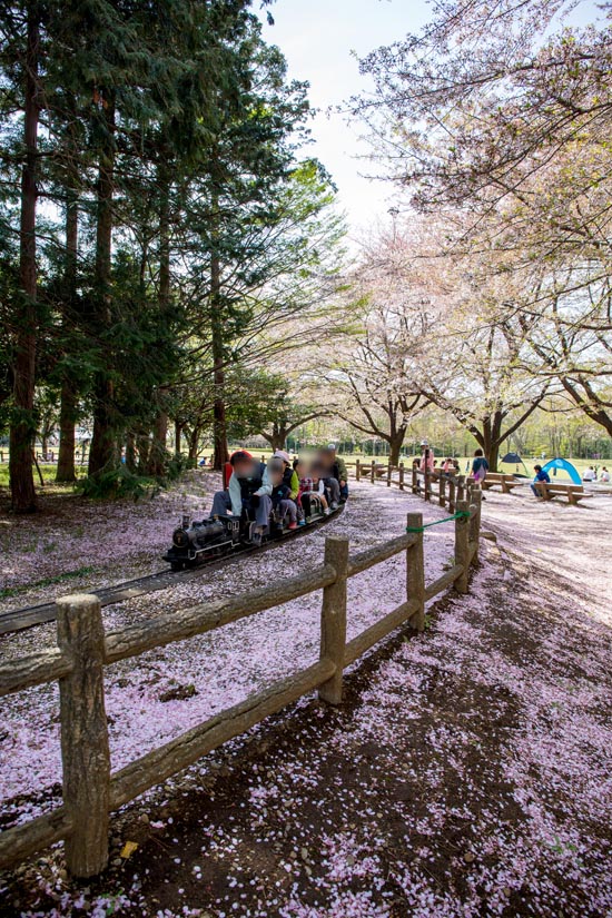 埼玉県農林公園　ミニSL　桜吹雪