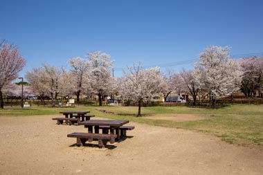 大泉さくら運動公園／練馬区／BBQ　バーベキューレンタル／配達／桜／花見／東京