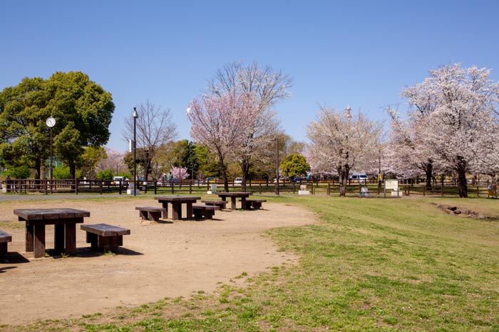 大泉桜運動公園　満開の桜　バーベキュー場