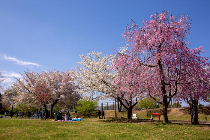 大泉桜運動公園　満開の桜