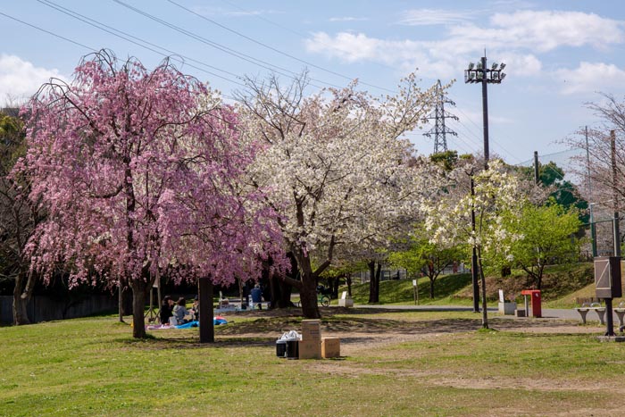 大泉桜運動公園　満開の桜