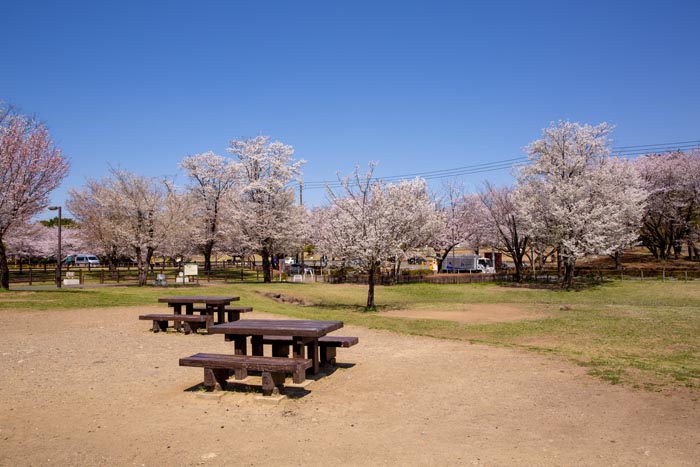 大泉桜運動公園　満開の桜　バーベキュー場