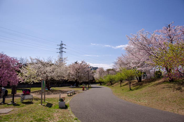 大泉さくら運動公園／東京／桜／花見／配達／BBQ／バーベキューレンタル