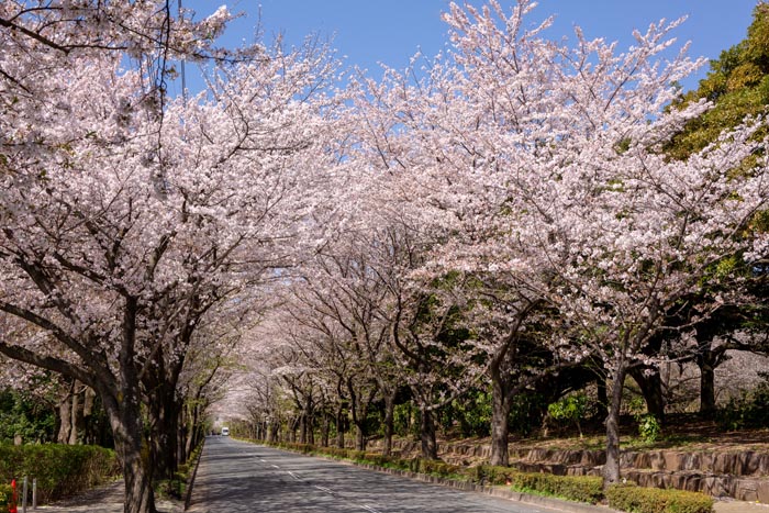 和光樹林公園と大泉中央公園の間の道路の桜並木