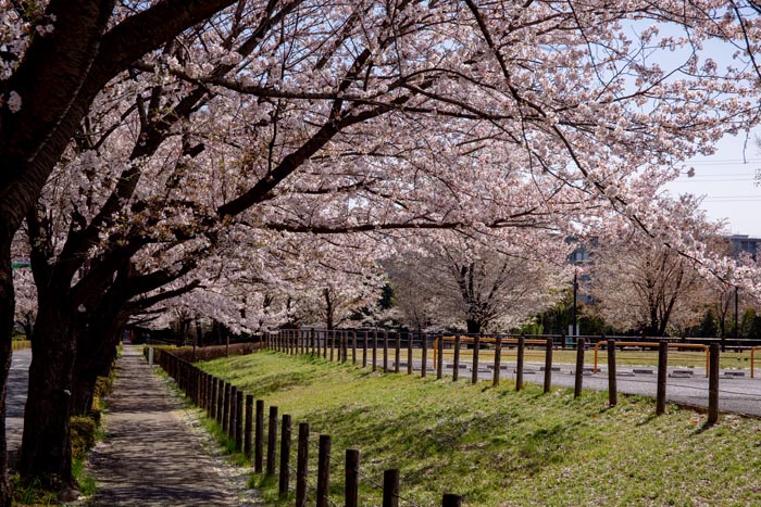 和光樹林公園と大泉中央公園の間の道路の桜並木