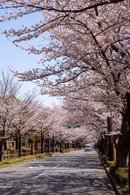 和光樹林公園と大泉中央公園の間の道路の桜並木