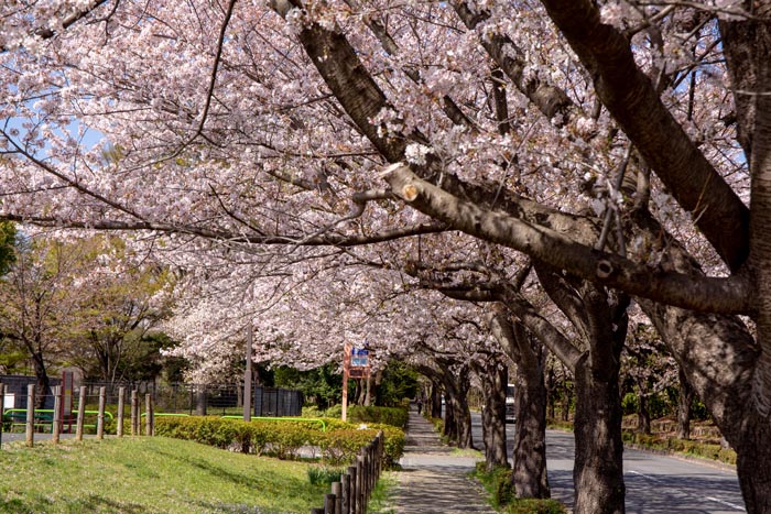 和光樹林公園と大泉中央公園の間の道路の桜並木