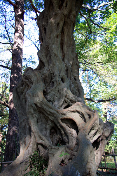大宮公園にある樹齢百年を超えるアカシデ