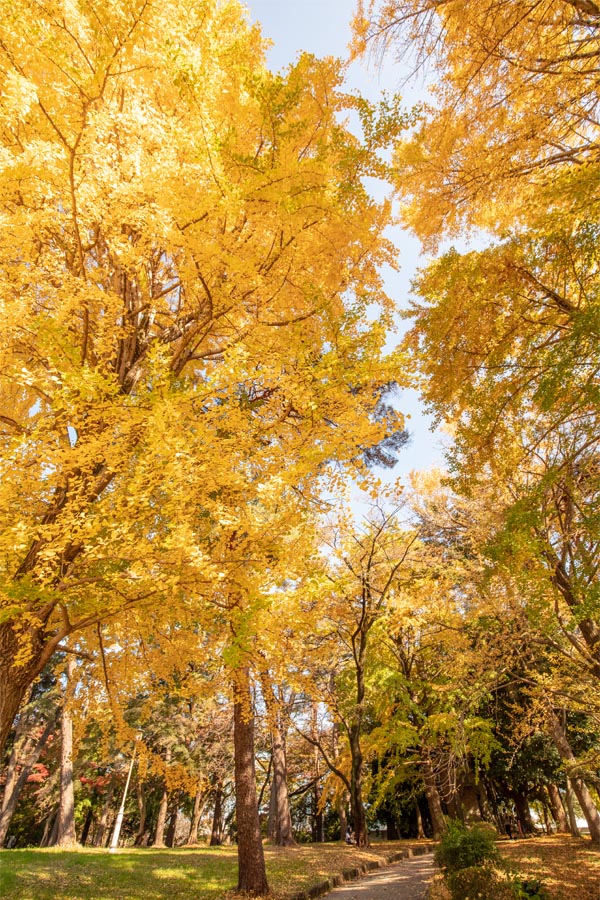 大宮公園 紅葉 イチョウ並木