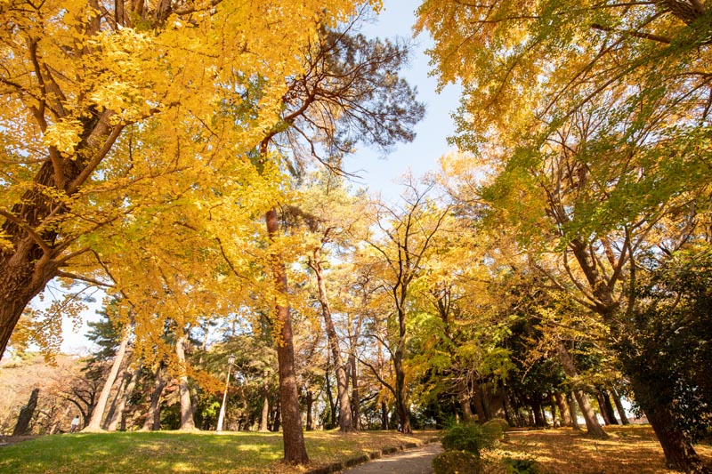 大宮公園 紅葉 イチョウ並木