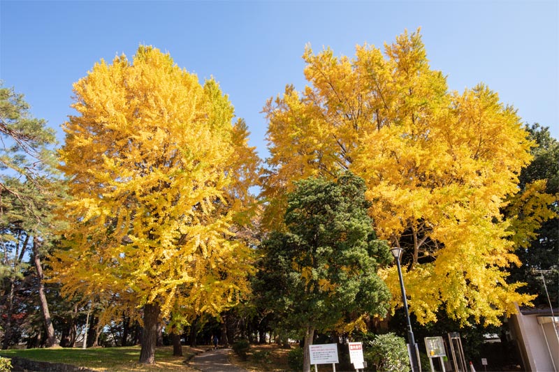 大宮公園 紅葉 イチョウ並木