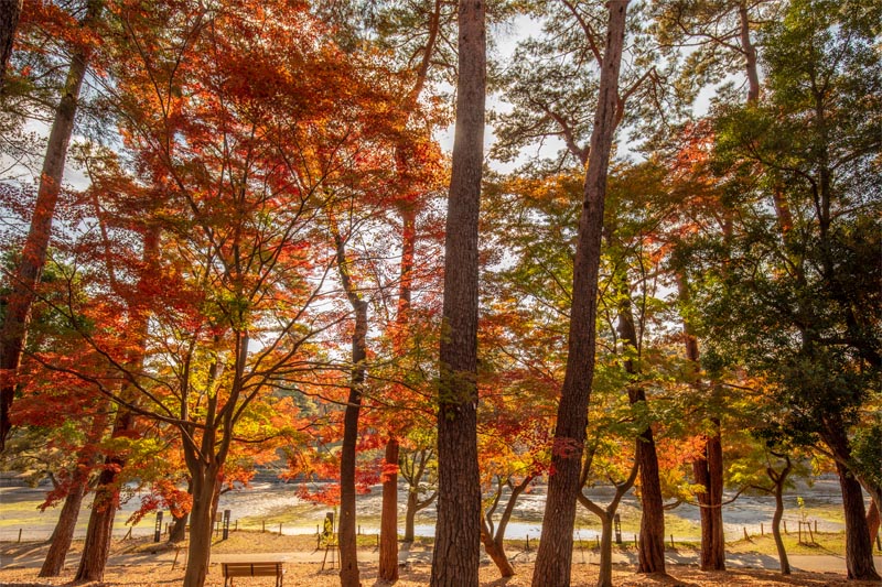 大宮公園 紅葉 博物館側の池の畔