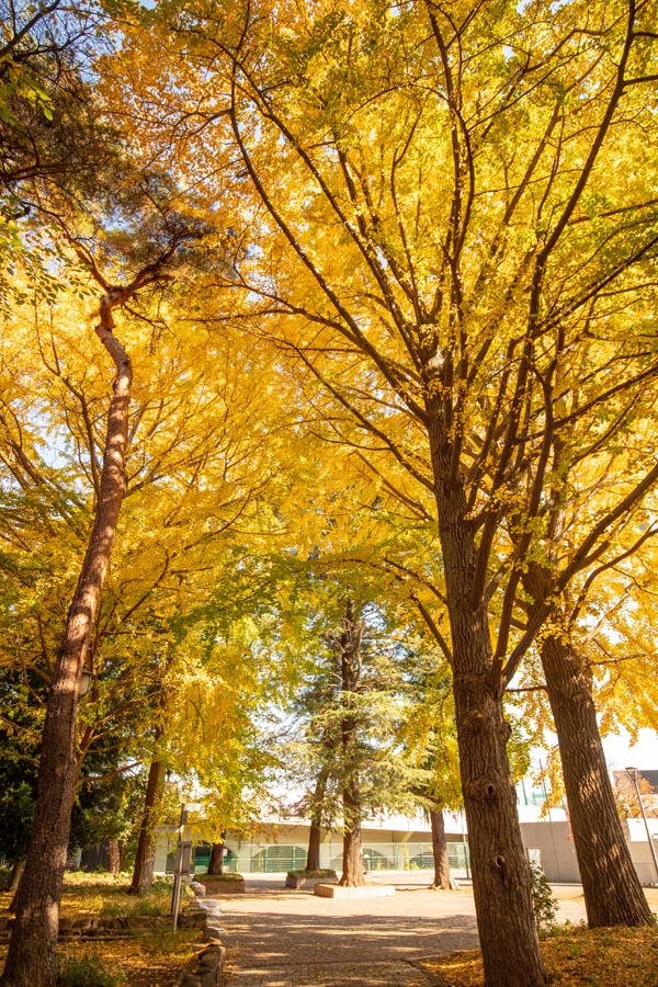 大宮公園 紅葉 イチョウ並木