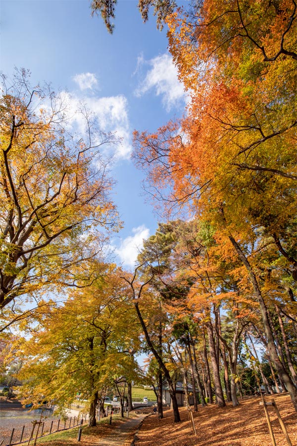 大宮公園 紅葉 博物館側の池の畔