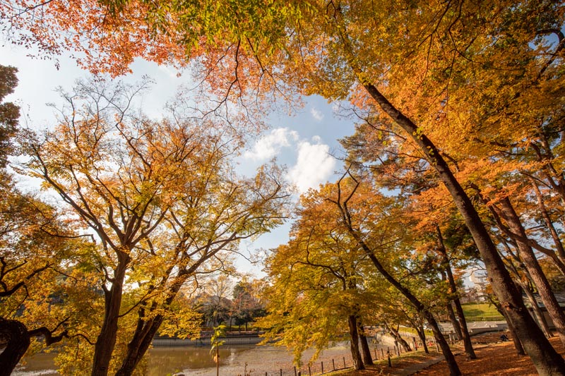 大宮公園 紅葉 博物館側の池の畔