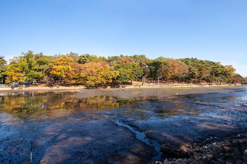 大宮公園 紅葉 池の周囲