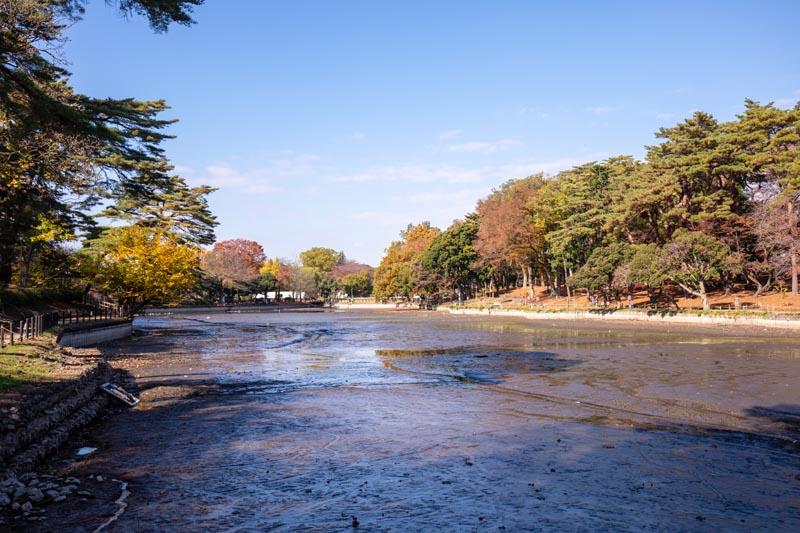 大宮公園 紅葉 池の周囲
