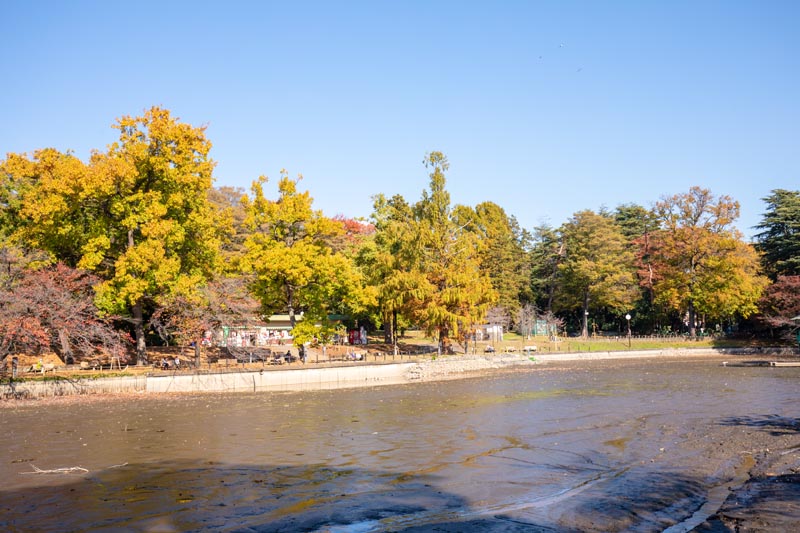 大宮公園 紅葉 池の周囲