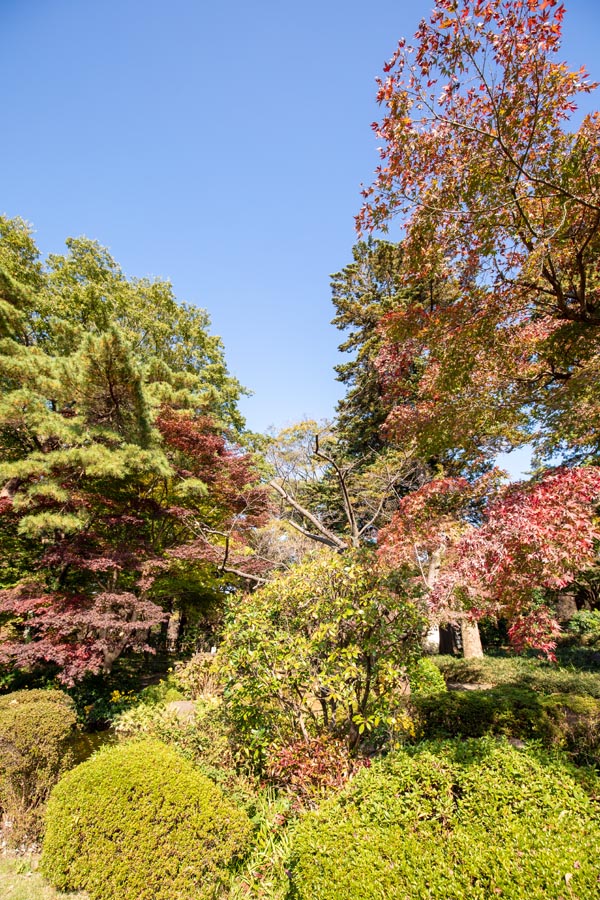 大宮公園　紅葉　日本庭園