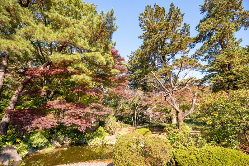 大宮公園 紅葉 日本庭園
