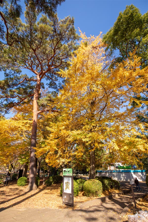 大宮公園 紅葉 日本庭園