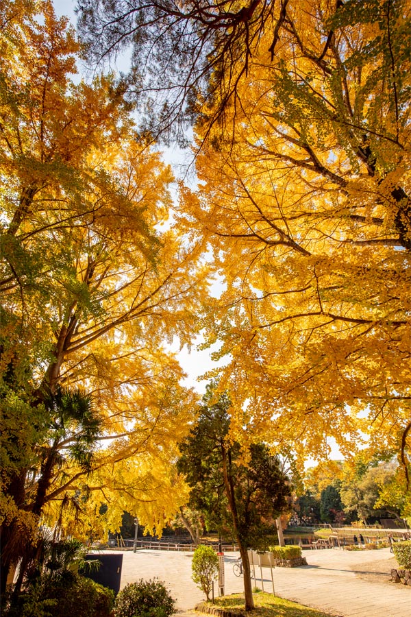 大宮公園 紅葉 イチョウ並木