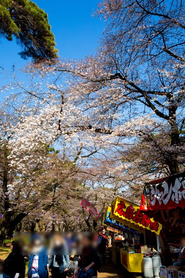 大宮公園　満開の桜