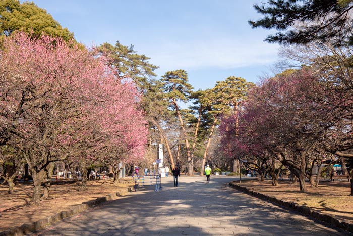 大宮公園 満開の梅林