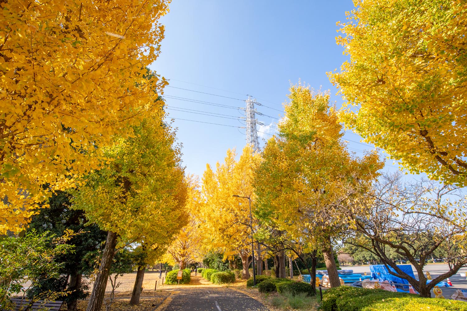 大宮第二公園（さいたま市大宮区）イチョウ並木の紅葉／公園へ行こう！