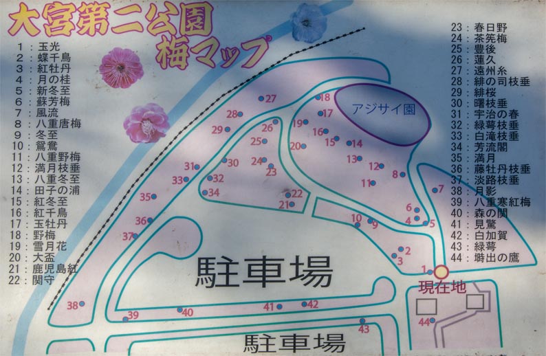 大宮第二公園 梅マップ