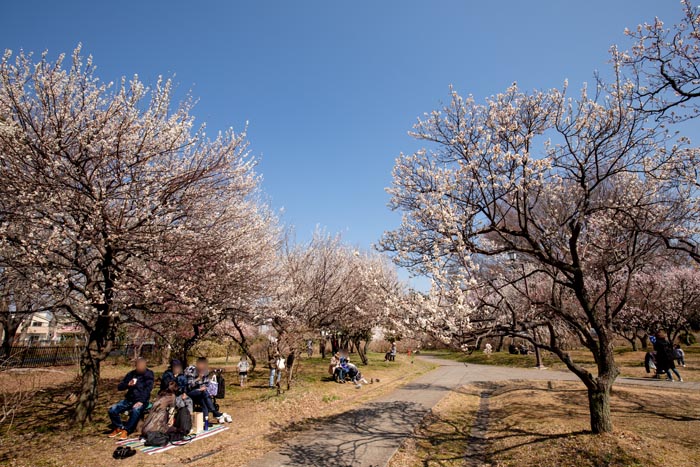 大宮第二公園 さいたま市大宮区 梅まつり 公園へ行こう