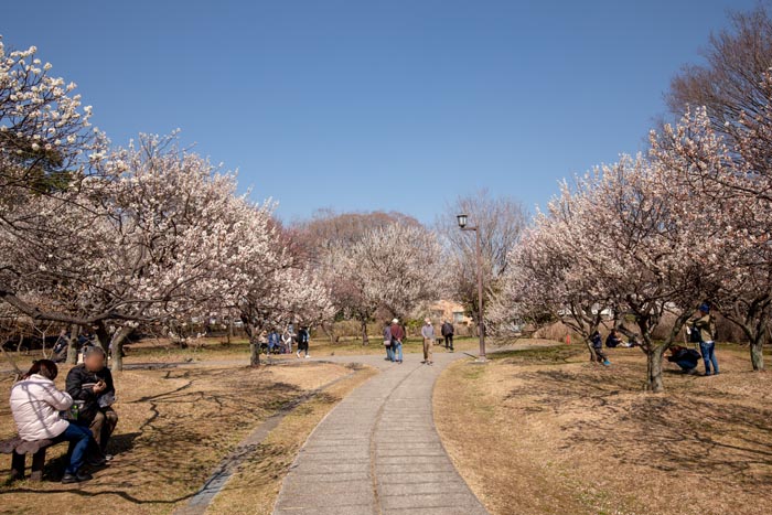 大宮第二公園 さいたま市大宮区 梅まつり 公園へ行こう