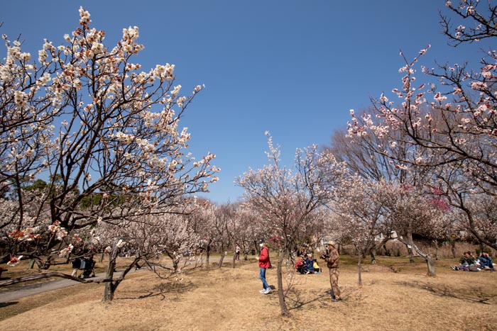 大宮第二公園 さいたま市大宮区 梅まつり 公園へ行こう