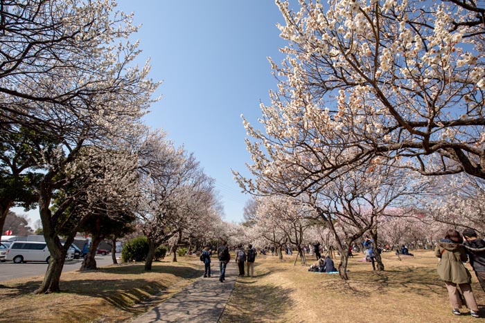 大宮第二公園 さいたま市大宮区 梅まつり 公園へ行こう