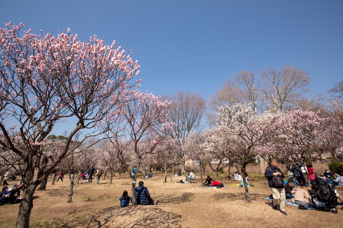 大宮第二公園 さいたま市大宮区 梅まつり 公園へ行こう