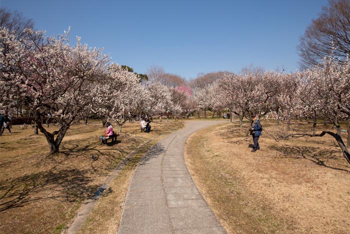 大宮第二公園 さいたま市大宮区 梅まつり 公園へ行こう