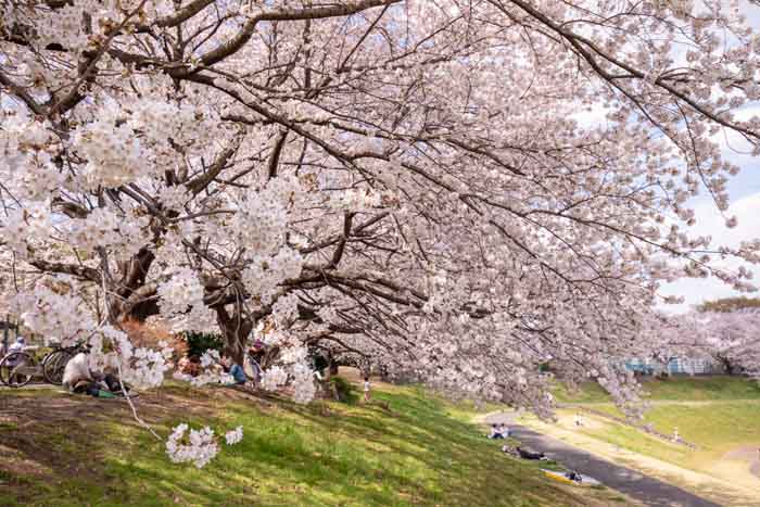 大宮第二公園　土手の桜並木